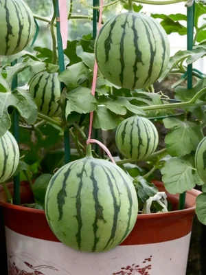The Ultimate Container Watermelon Course
