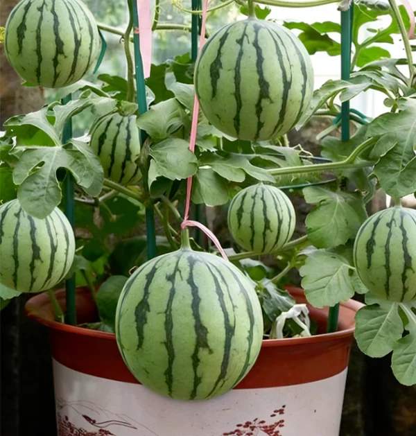 The Ultimate Container Watermelon Course