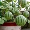 The Ultimate Container Watermelon Course