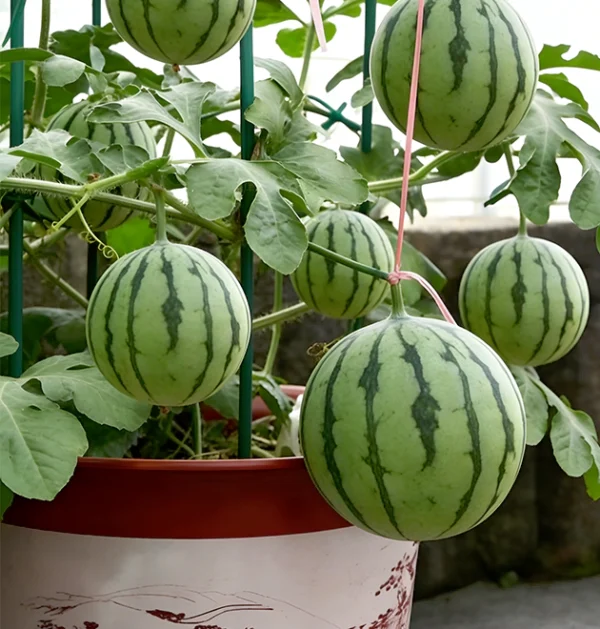 The Ultimate Container Watermelon Course