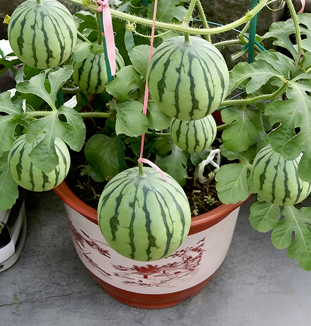 The Ultimate Container Watermelon Course