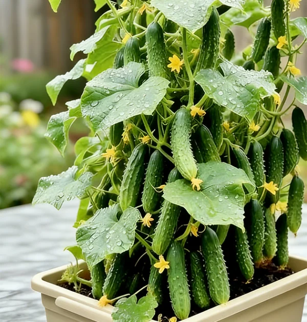 The Ultimate Container Cucumber Course