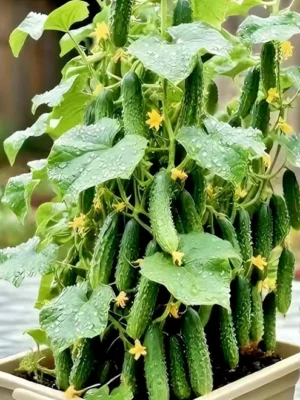 The Ultimate Container Cucumber Course