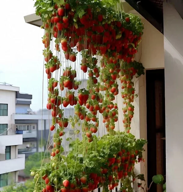 The Ultimate Container Strawberry Course