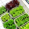 The Ultimate Container Lettuce Course