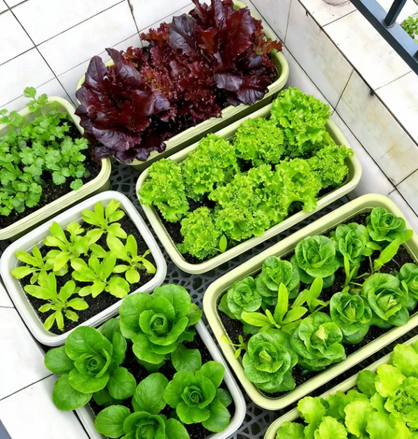 The Ultimate Container Lettuce Course