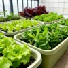 The Ultimate Container Lettuce Course