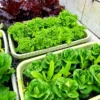 The Ultimate Container Lettuce Course