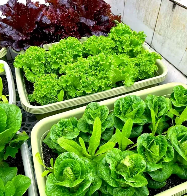 The Ultimate Container Lettuce Course