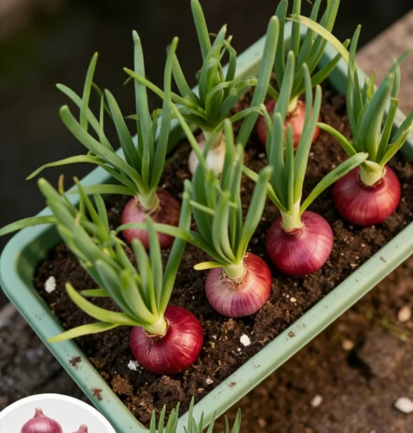 The Ultimate Container Onion Course: A Deep Dive Guide