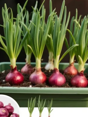 The Ultimate Container Onion Course: A Deep Dive Guide