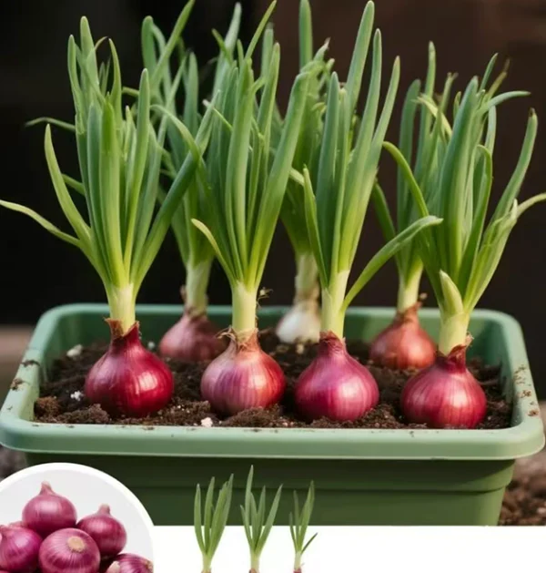 The Ultimate Container Onion Course: A Deep Dive Guide