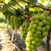 The Ultimate Container Grape Course