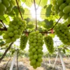 The Ultimate Container Grape Course