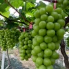 The Ultimate Container Grape Course