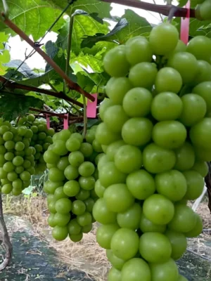 The Ultimate Container Grape Course