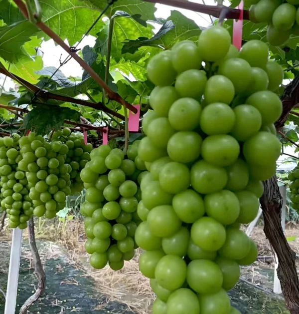 The Ultimate Container Grape Course