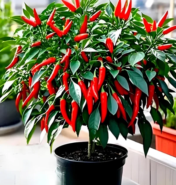 The Ultimate Container Pepper Course