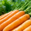 The Ultimate Container Carrot Course