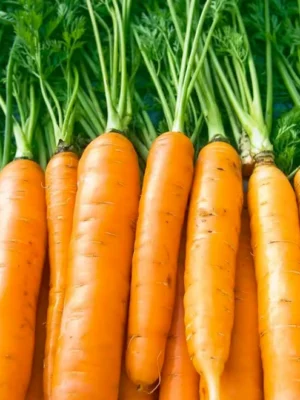 The Ultimate Container Carrot Course