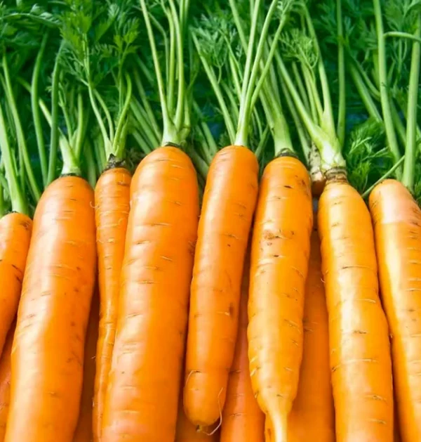 The Ultimate Container Carrot Course