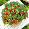 The Ultimate Compact Tomato Course