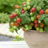The Ultimate Compact Tomato Course