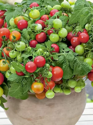 The Ultimate Compact Tomato Course