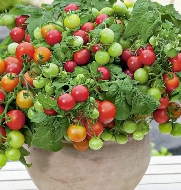 The Ultimate Compact Tomato Course
